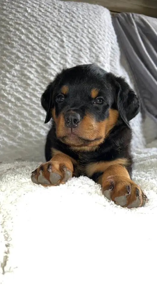 https://rottweilerpuppies.com/wp-content/uploads/2024/11/277424311_10227777422532121_5380387834367534953_n.webp