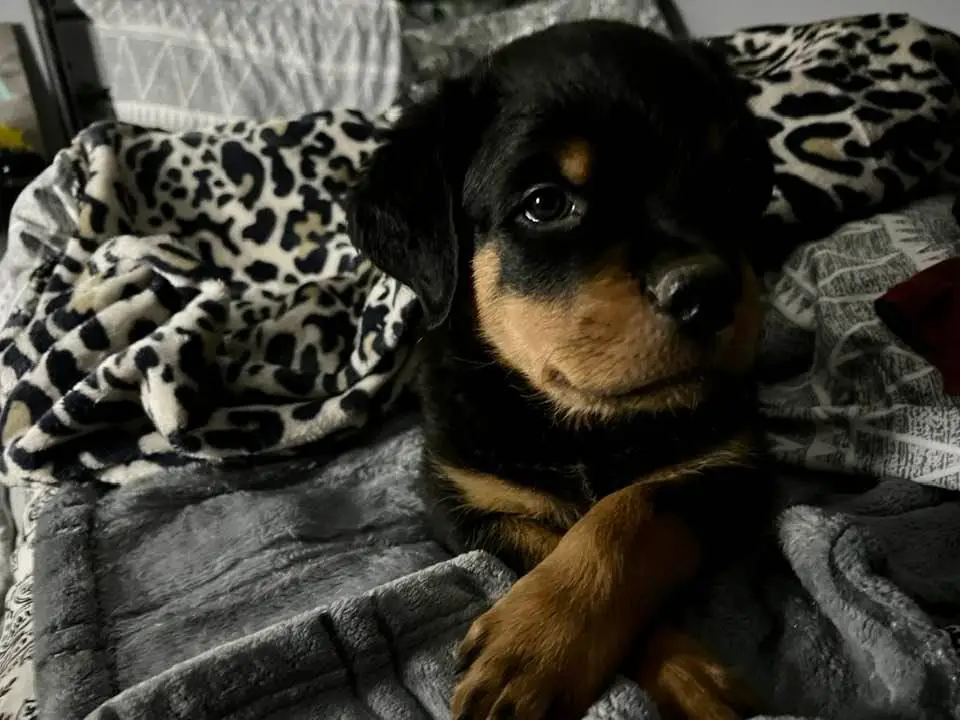 https://rottweilerpuppies.com/wp-content/uploads/2024/11/277495979_10227777422012108_2476824598733637476_n.webp