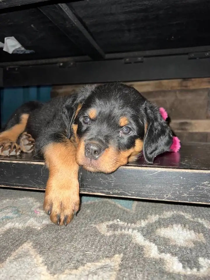 https://rottweilerpuppies.com/wp-content/uploads/2024/11/277531149_10227777425572197_8912056887713772056_n.webp