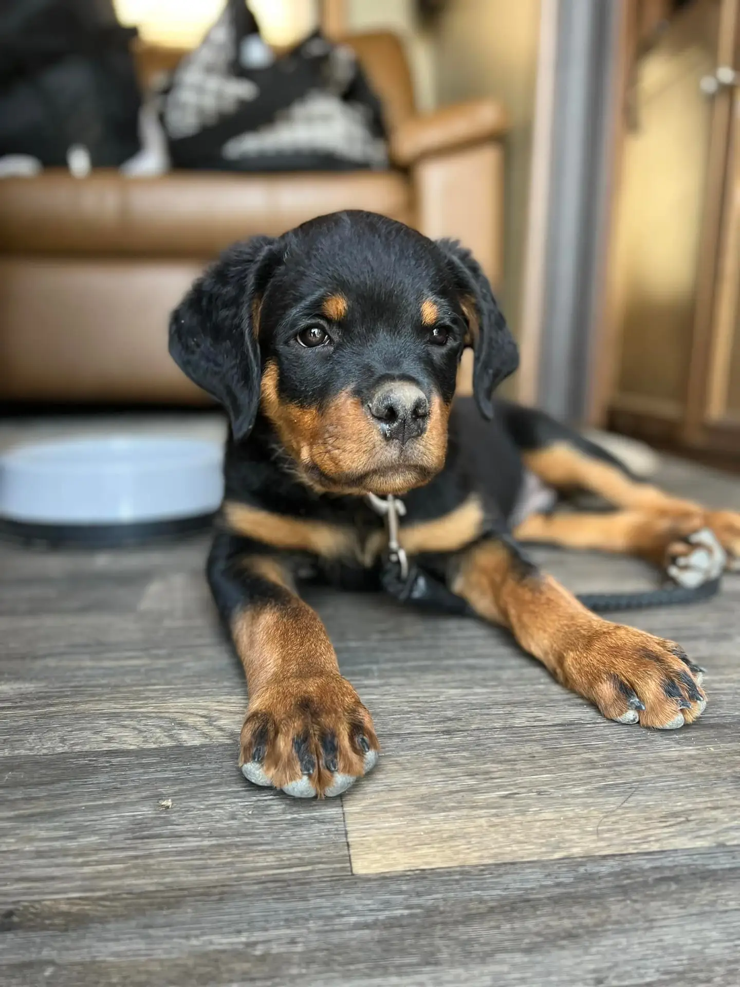 https://rottweilerpuppies.com/wp-content/uploads/2024/11/279148137_10227926288453676_4948232317964844551_n.webp