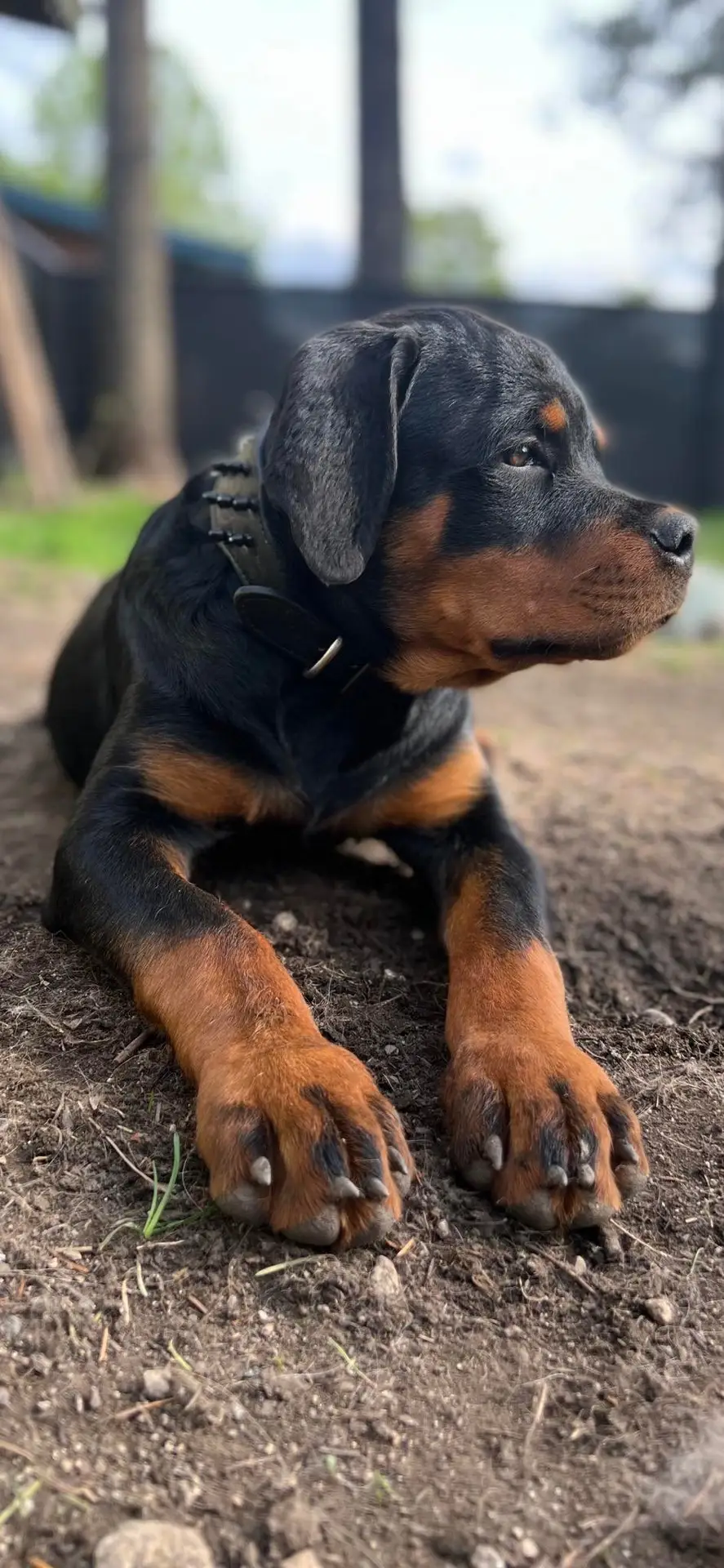 https://rottweilerpuppies.com/wp-content/uploads/2024/11/284660748_10228161302008868_3056079189670183016_n.webp