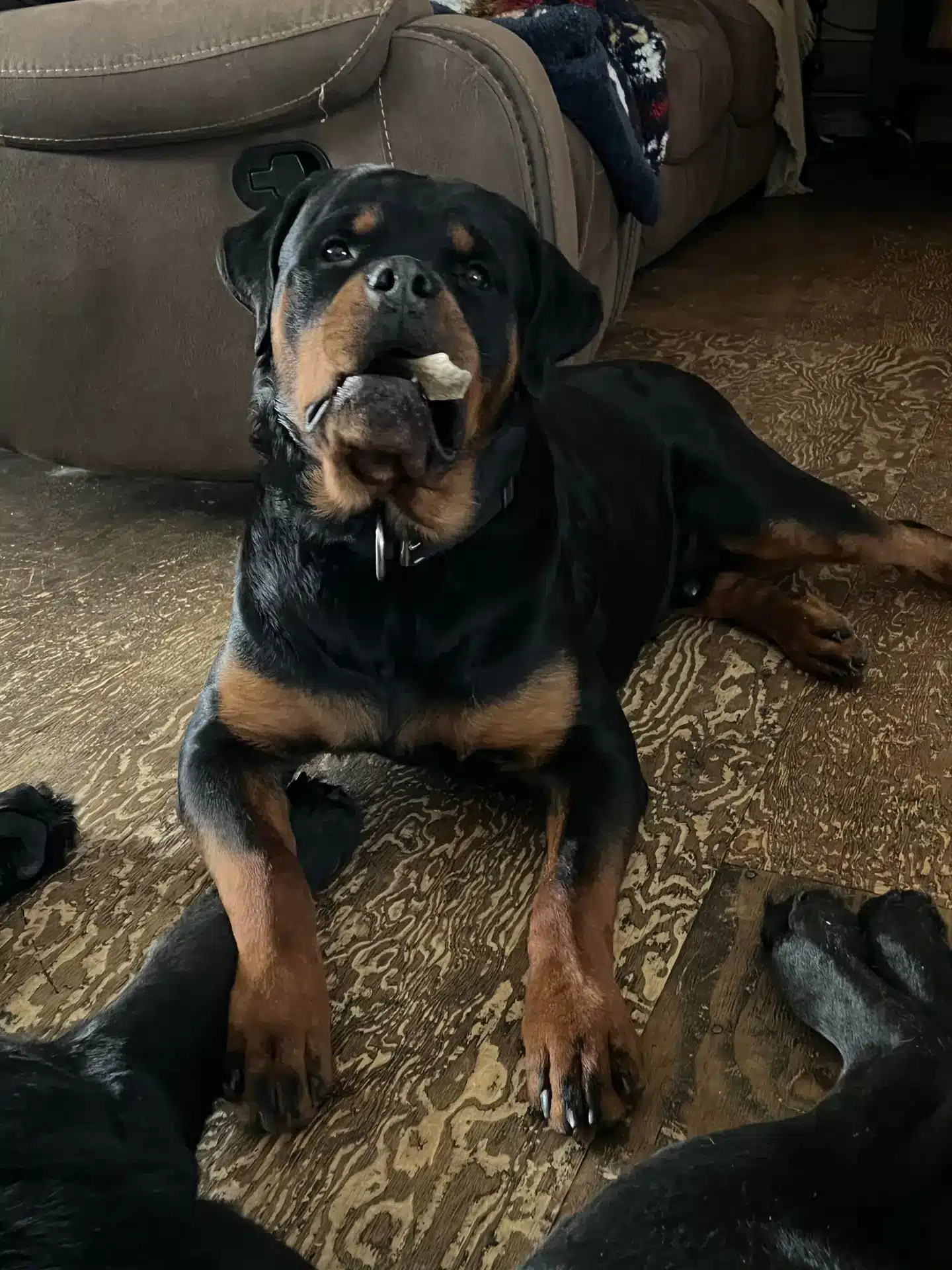 https://rottweilerpuppies.com/wp-content/uploads/2024/11/324070041_975910473390776_3630307318442874491_n.webp
