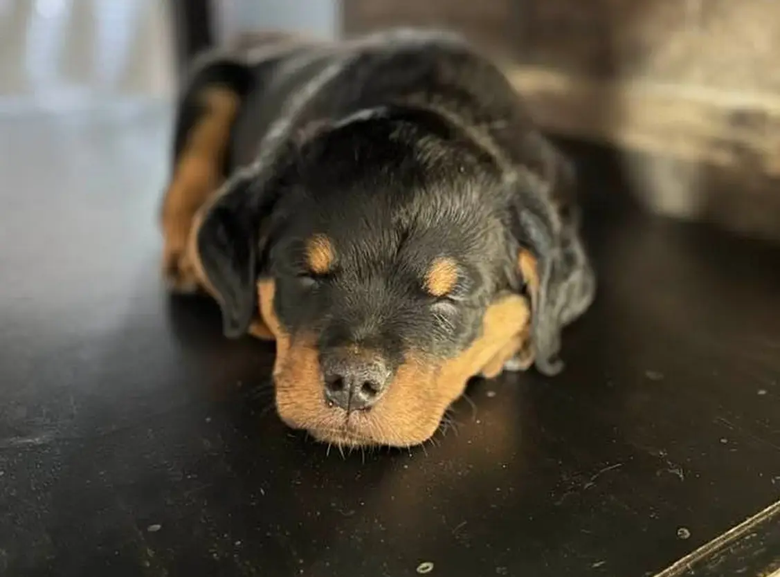 https://rottweilerpuppies.com/wp-content/uploads/2024/11/Bueler-Vom-Kinghaus.webp