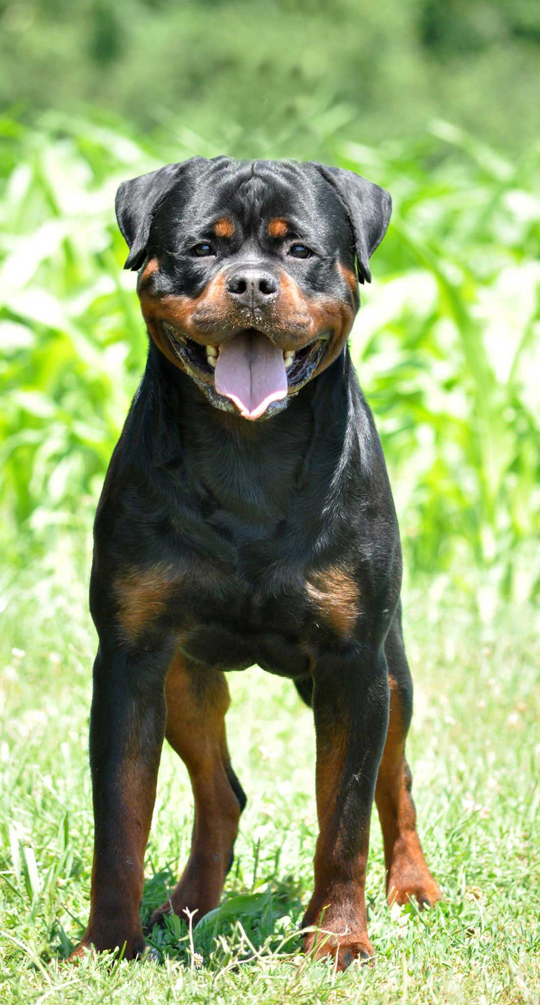 https://rottweilerpuppies.com/wp-content/uploads/2024/11/Faraon-Edited.jpg