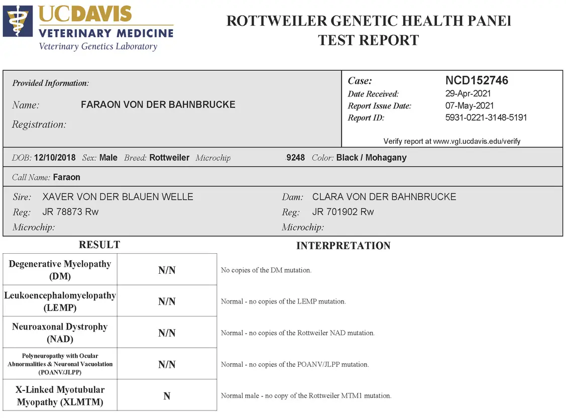 https://rottweilerpuppies.com/wp-content/uploads/2024/11/Faraon-Rottweiler-Health-testing-Web.webp