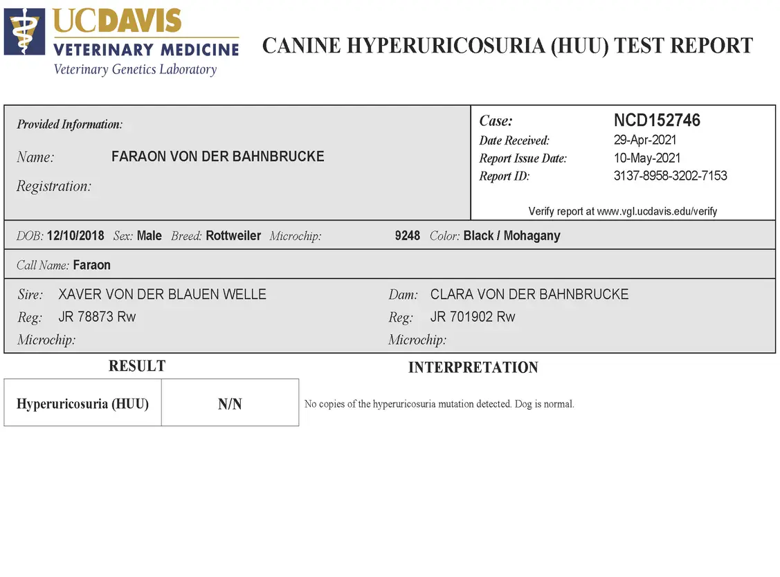 https://rottweilerpuppies.com/wp-content/uploads/2024/11/Faraon-Rottweiler-Hyperuricosuria-Test.webp