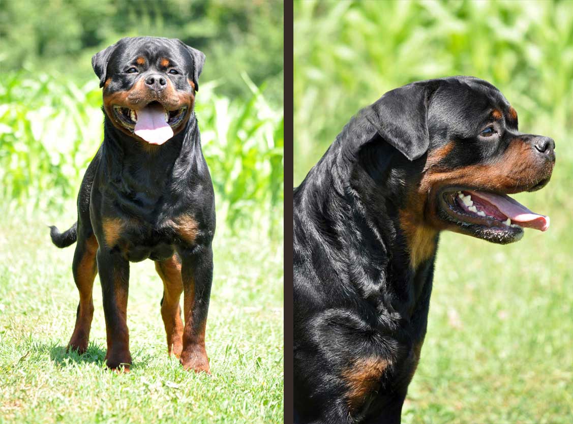 https://rottweilerpuppies.com/wp-content/uploads/2024/11/Faraon-Von-Der-Bahnbrucke_sidebyside.jpg