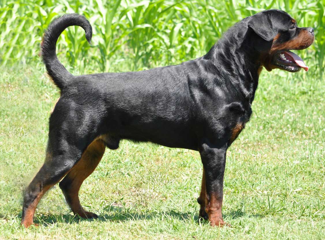 https://rottweilerpuppies.com/wp-content/uploads/2024/11/Faraon_Side_Web.jpg