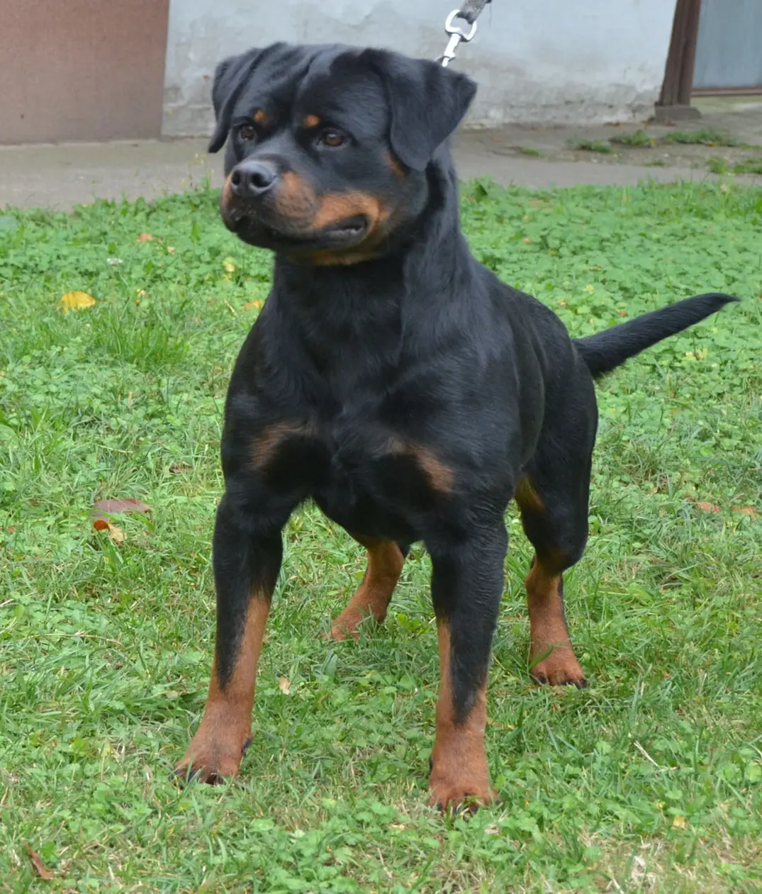 https://rottweilerpuppies.com/wp-content/uploads/2024/12/318242155_867689497923389_5104244399776165361_n.webp