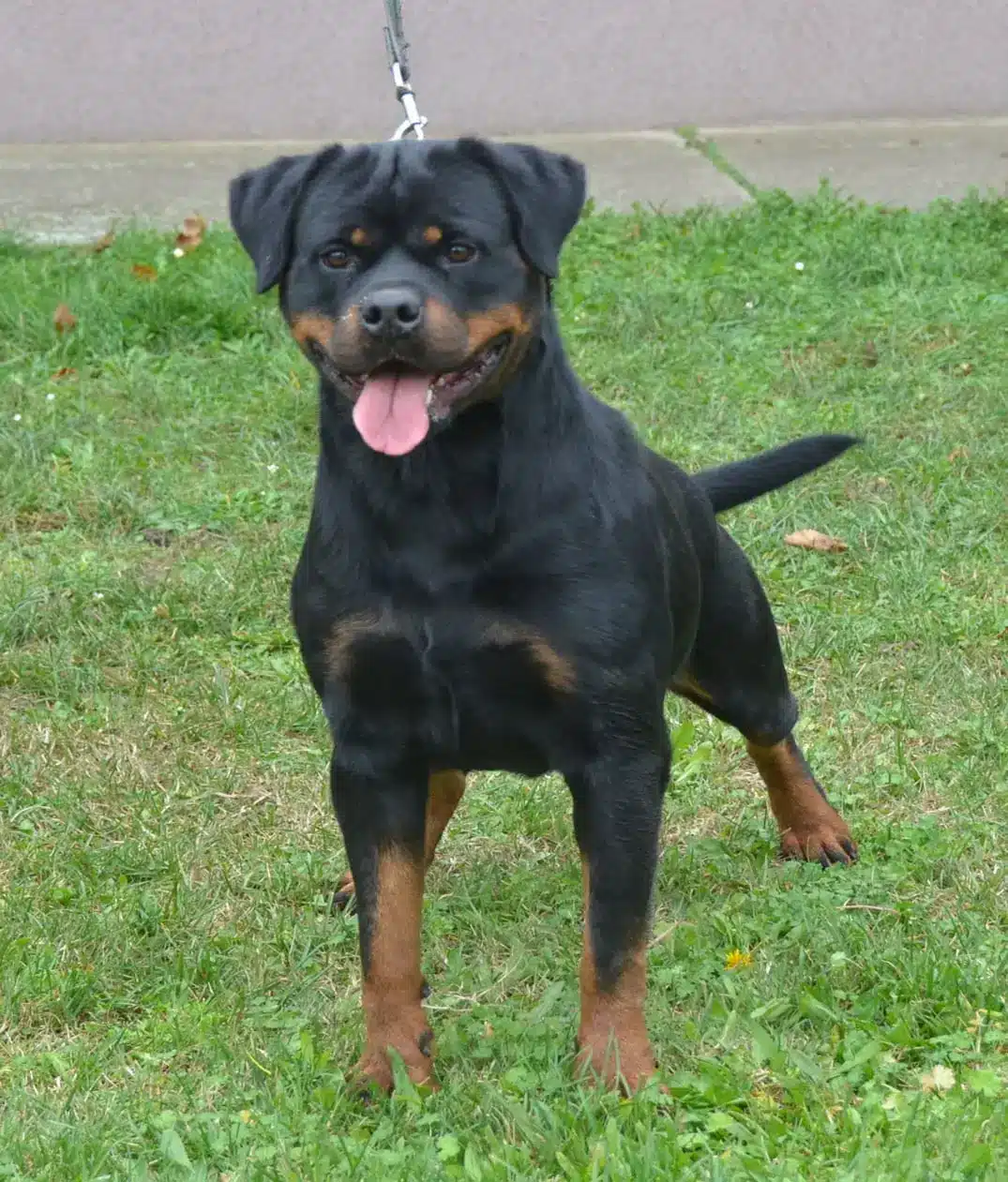 https://rottweilerpuppies.com/wp-content/uploads/2024/12/318285642_2293527180802350_2135614646953356053_n.webp