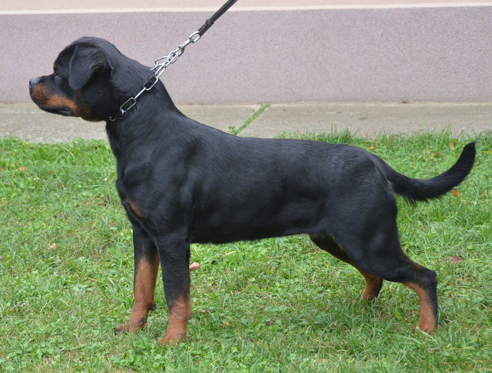 https://rottweilerpuppies.com/wp-content/uploads/2024/12/318387086_535722581846403_1004785967767171696_n.jpg