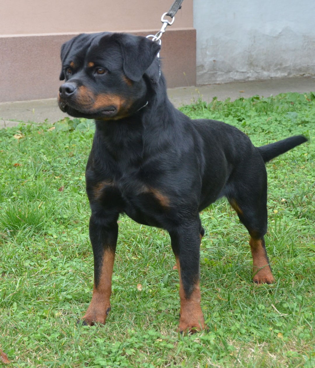 https://rottweilerpuppies.com/wp-content/uploads/2024/12/318886824_5584260551682295_3103059358178446560_n.jpg