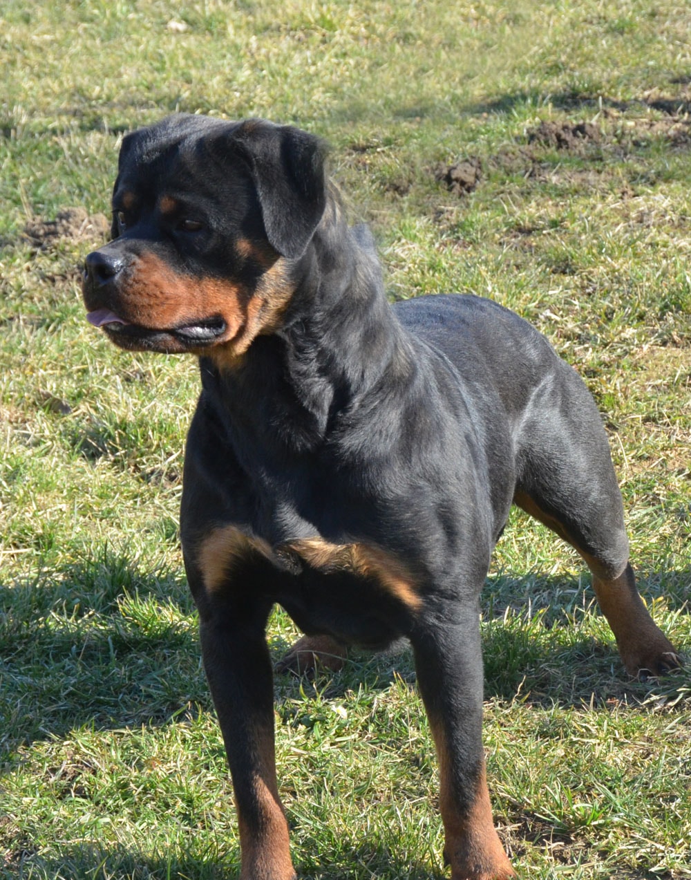 https://rottweilerpuppies.com/wp-content/uploads/2024/12/Cala-Front-1.jpg