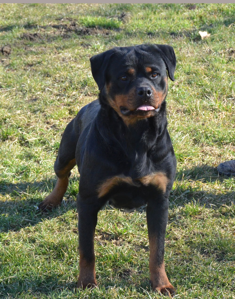 https://rottweilerpuppies.com/wp-content/uploads/2024/12/Cala-Front.jpg