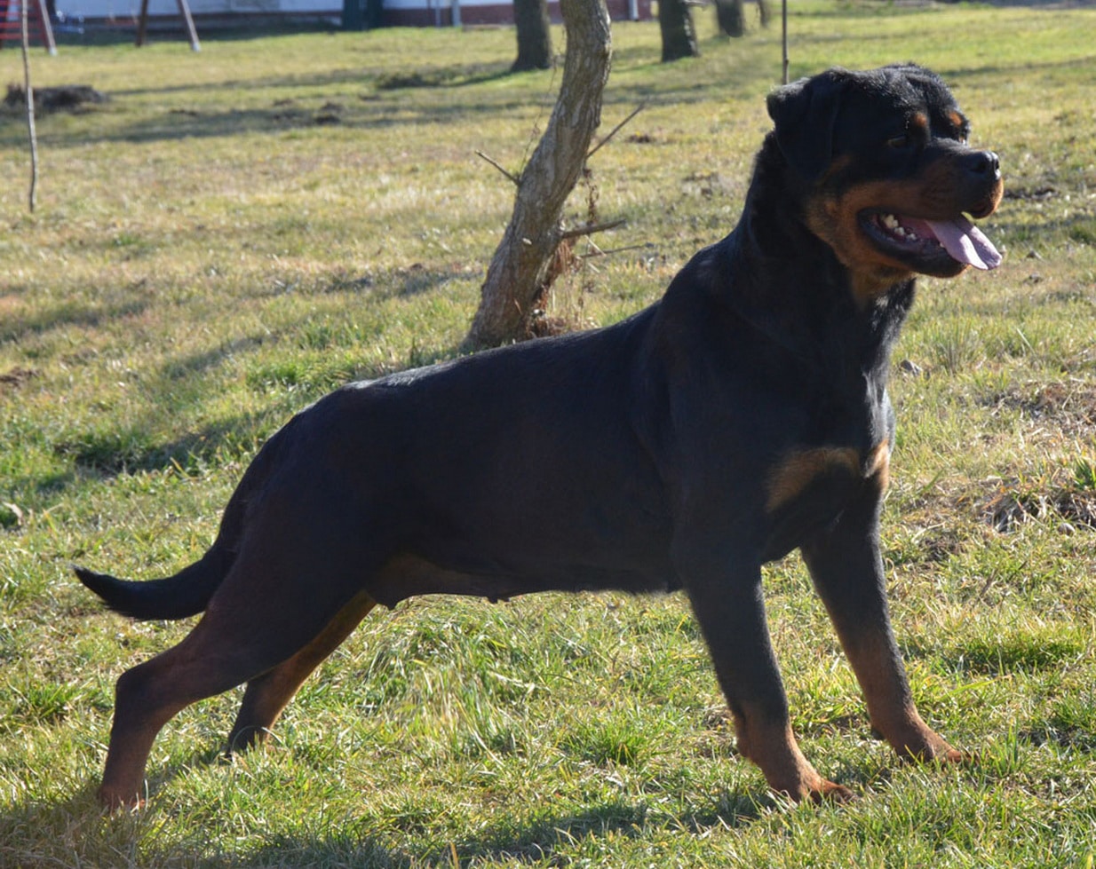 https://rottweilerpuppies.com/wp-content/uploads/2024/12/Cala-Side-1.jpg