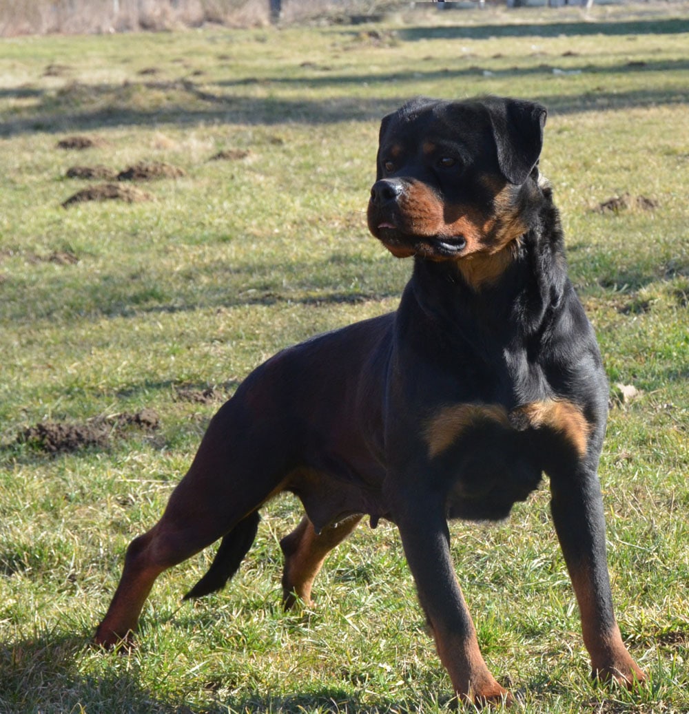 https://rottweilerpuppies.com/wp-content/uploads/2024/12/Cala-Side-2.jpg