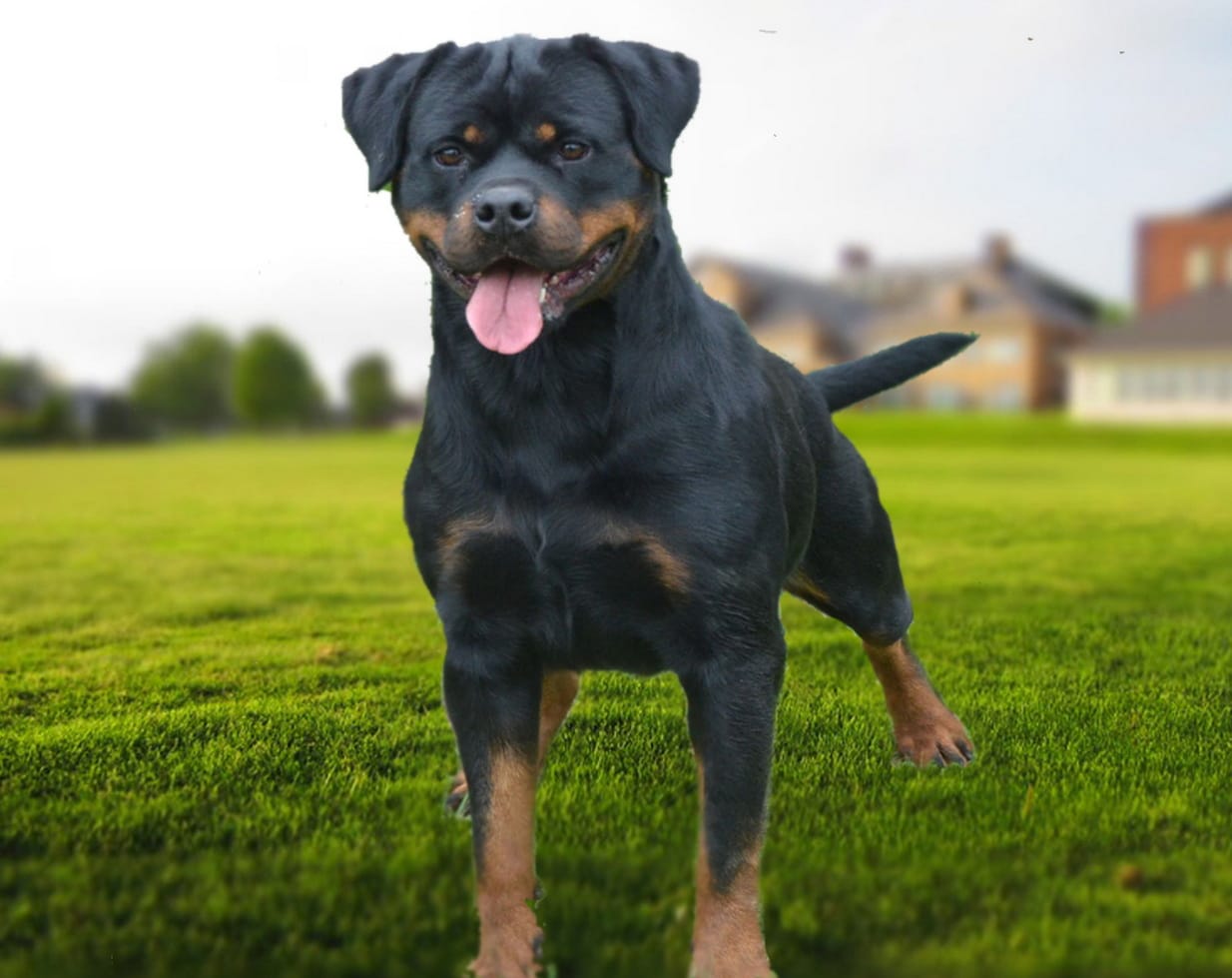 https://rottweilerpuppies.com/wp-content/uploads/2024/12/Whitney-Vom-Deniel.jpg
